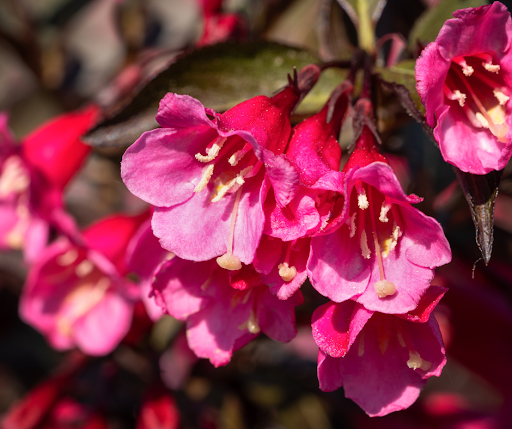 Weigela florida